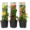 Thunbergia - Mélange De 3 - Jaune, Orange, Rouge - Pot 9cm - Hauteur 25-40cm -Flore Riche Soldes Magasin 64168869 1
