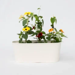 Thunbergia - Mélange De 3 - Jaune, Orange, Rouge - Pot 9cm - Hauteur 25-40cm -Flore Riche Soldes Magasin 64168869 2