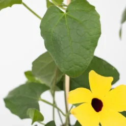 Thunbergia - Mélange De 3 - Jaune, Orange, Rouge - Pot 9cm - Hauteur 25-40cm -Flore Riche Soldes Magasin 64168869 3