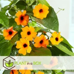 Thunbergia - Mélange De 3 - Jaune, Orange, Rouge - Pot 9cm - Hauteur 25-40cm -Flore Riche Soldes Magasin 64168869 5
