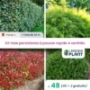 KIT Haie Persistante à Pousse Rapide – 4 Variété Lot De 48 Plant En Pot De 1L Pour Une Haie De 38m -Flore Riche Soldes Magasin 65852267 1