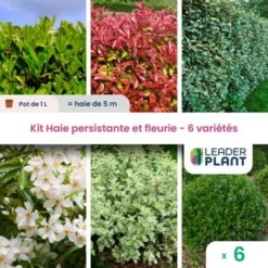 KIT Haie Persistante Et Fleurie 6 Variété – Lot De 6 Plant En Pot De 1L Pour Une Haie De 5m