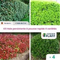KIT Haie Persistante à Pousse Rapide – 4 Variété Lot De 4 Plant En Pot De 4L Pour Une Haie De 3m
