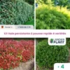 KIT Haie Persistante à Pousse Rapide – 4 Variété Lot De 4 Plant En Pot De 1L Pour Une Haie De 3m 1 KIT Haie Persistante à Pousse Rapide – 4 Variété Lot De 4 Plant En Pot De 1L Pour Une Haie De 3m -Flore Riche Soldes Magasin 65852415 1