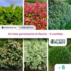KIT Haie Persistante Et Fleurie 6 Variété – Lot De 6 Plant En Godet Pour Une Haie De 5m