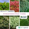 KIT Haie Persistante Et Fleurie 6 Variété – Lot De 18 Plant En Godet Pour Une Haie De 15m -Flore Riche Soldes Magasin 65852426 1