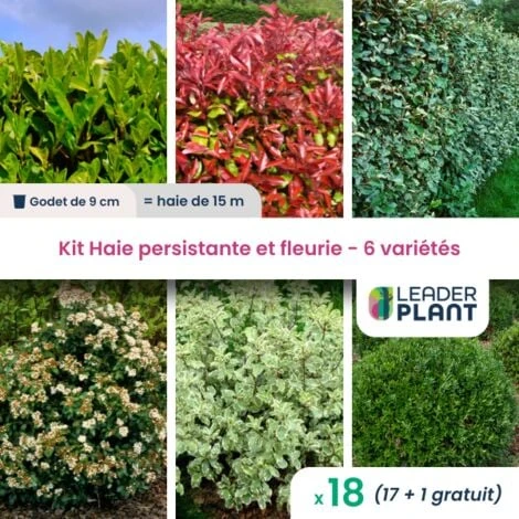 KIT Haie Persistante Et Fleurie 6 Variété – Lot De 18 Plant En Godet Pour Une Haie De 15m 3 KIT Haie Persistante Et Fleurie 6 Variété – Lot De 18 Plant En Godet Pour Une Haie De 15m