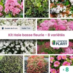 Kit Haie Basse Fleurie - 8 Variété – Lot De 8 Plant En Godet Pour Une Haie De 7m