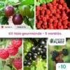 Kit Haie Gourmande – 5 Variétés – Lot De 10 Plants En Pot De 1L 2 Kit Haie Gourmande – 5 Variétés – Lot De 10 Plants En Pot De 1L -Flore Riche Soldes Magasin 67706604 1