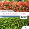 Duo Photinia Rouge Et Laurier Vert – 2 Variétés – Lot De 12 Plants En Godet Pour Une Haie De 10m 1 Duo Photinia Rouge Et Laurier Vert – 2 Variétés – Lot De 12 Plants En Godet Pour Une Haie De 10m -Flore Riche Soldes Magasin 68959928 1