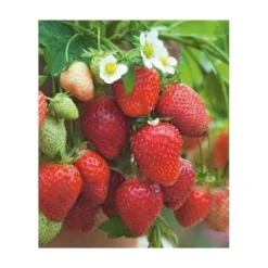 FRAISIER GENTO - 20 Plants