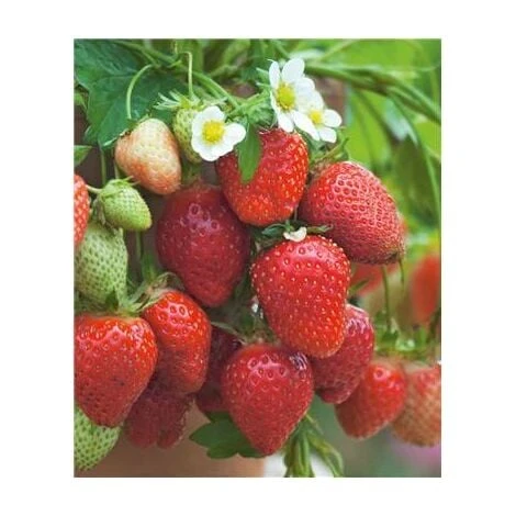 FRAISIER GENTO - 20 Plants 3 FRAISIER GENTO - 20 Plants