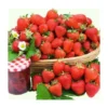 FRAISIER CHARLOTTE - 20 Plants -Flore Riche Soldes Magasin 68975510 1