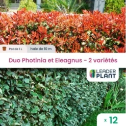 Duo De Lauriers Rouge Et Argent - 2 Variétés - Lot De 12 Plants En Pot De 1L Pour Une Haie De 10m