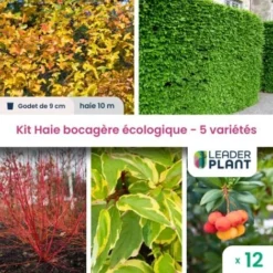 Kit Haie Bocagère Écologique – 5 Variétés – Lot De 12 Plants En Godet
