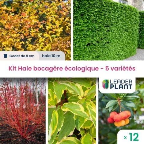 Kit Haie Bocagère Écologique – 5 Variétés – Lot De 12 Plants En Godet 3 Kit Haie Bocagère Écologique – 5 Variétés – Lot De 12 Plants En Godet