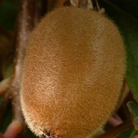 Kiwi Chinensis Solo (autofertile)/Pot De 1,5L 4 Kiwi Chinensis Solo (autofertile)/Pot De 1,5L – Image 2