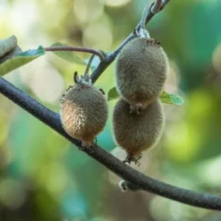 Kiwi Chinensis Solo (autofertile)/Pot De 1,5L 9 Kiwi Chinensis Solo (autofertile)/Pot De 1,5L -Flore Riche Soldes Magasin 72247981 3