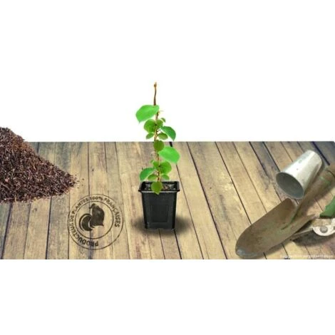 Kiwi Chinensis Solo (autofertile)/Pot De 1,5L 6 Kiwi Chinensis Solo (autofertile)/Pot De 1,5L – Image 4