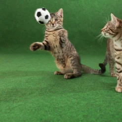 Échantillon 15 X 20 Cm -Flore Riche Soldes Magasin 72550466 5