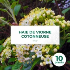 10 Viorne Cotonneuse (Viburnum Lantana) - Haie De Viorne Cotonneuse -