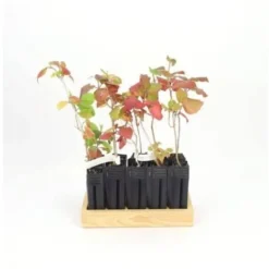 10 Viorne Cotonneuse (Viburnum Lantana) - Haie De Viorne Cotonneuse - -Flore Riche Soldes Magasin 7766731 3