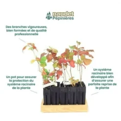 10 Viorne Cotonneuse (Viburnum Lantana) - Haie De Viorne Cotonneuse - -Flore Riche Soldes Magasin 7766731 4