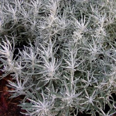 Immortelle Italicum Ssp. Serotinum/Godet 4 Immortelle Italicum Ssp. Serotinum/Godet – Image 2