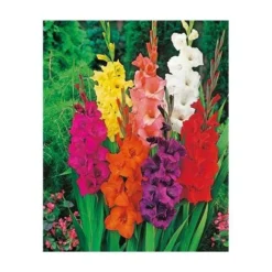 COLLECTION GLAIEULS -