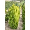 Thuya Du Canada Orientalis Pyramidalis Aurea/Pot De 3L -Flore Riche Soldes Magasin 82160548 1