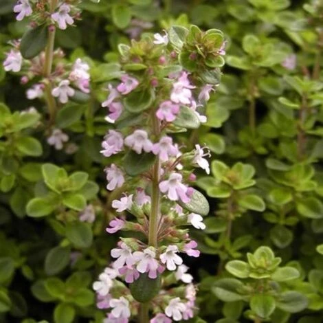 Thym Serpolet Serpyllum/Pot De 1L 3 Thym Serpolet Serpyllum/Pot De 1L