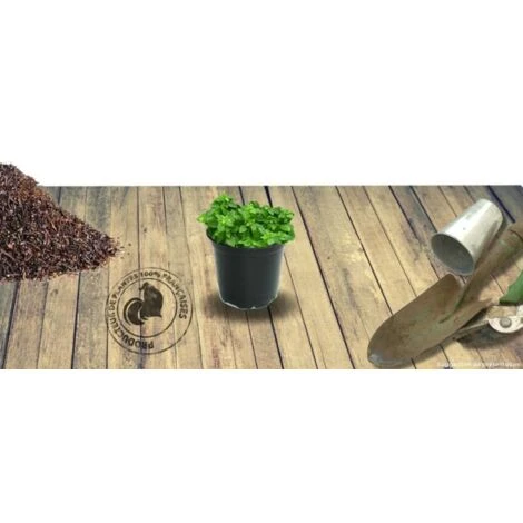 Thym Serpolet Serpyllum/Pot De 1L 5 Thym Serpolet Serpyllum/Pot De 1L – Image 3