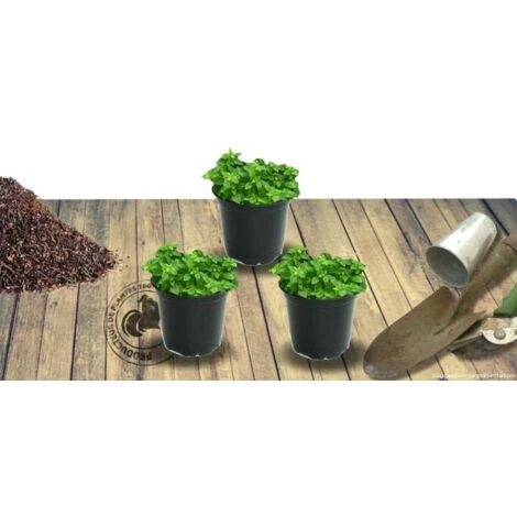 Thym Serpolet Serpyllum/Pot De 1L 6 Thym Serpolet Serpyllum/Pot De 1L – Image 4