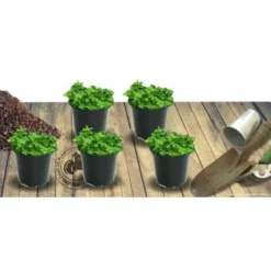 Thym Serpolet Serpyllum/Pot De 1L 11 Thym Serpolet Serpyllum/Pot De 1L -Flore Riche Soldes Magasin 82183731 5