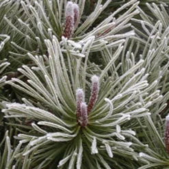 Pin De Montagne Mugo Var. Mughus/Pot De 7,5L