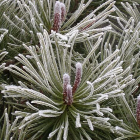 Pin De Montagne Mugo Var. Mughus/Pot De 7,5L 3 Pin De Montagne Mugo Var. Mughus/Pot De 7,5L