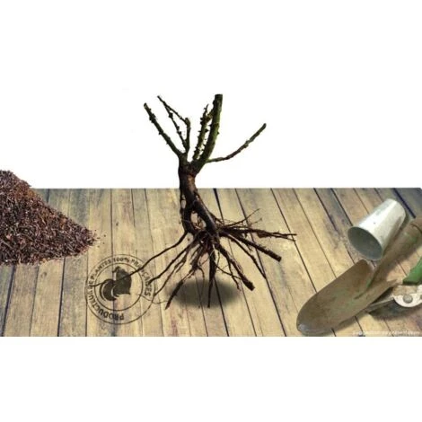 Rosier Arbustif Les Quatre Saisons® 'Meifafio'/Racines Nues 3 Rosier Arbustif Les Quatre Saisons® 'Meifafio'/Racines Nues