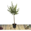 Abricotier Armeniaca Précoce Samourai/Pot De 10L 1 Abricotier Armeniaca Précoce Samourai/Pot De 10L -Flore Riche Soldes Magasin 82803392 1