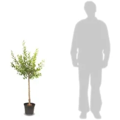 Abricotier Armeniaca Précoce Samourai/Pot De 10L -Flore Riche Soldes Magasin 82803392 2