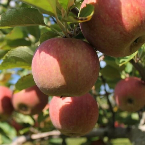 Pommier Racines Nues Gala/Racines Nues 3 Pommier Racines Nues Gala/Racines Nues