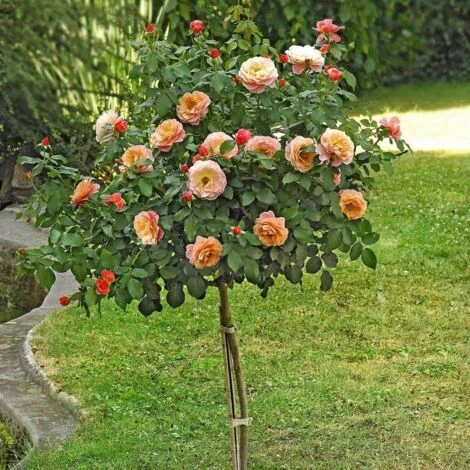 Rosier 1/2 Tige Marie Curie® 'Meilomit'/Racines Nues 3 Rosier 1/2 Tige Marie Curie® 'Meilomit'/Racines Nues