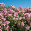 Rosier Arbustif Friendly® Pink Meissalu/Pot De 2L 2 Rosier Arbustif Friendly® Pink Meissalu/Pot De 2L -Flore Riche Soldes Magasin 83908033 1