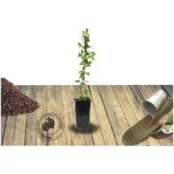 Rosier Arbustif Friendly® Pink Meissalu/Pot De 2L -Flore Riche Soldes Magasin 83908033 2