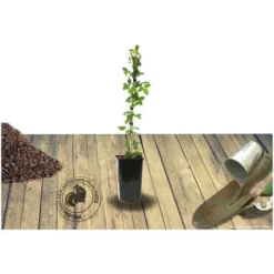 Rosier Arbustif Friendly® Pink Meissalu/Pot De 2L -Flore Riche Soldes Magasin 83908033 3