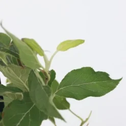 Arbres Fruitiers - Mélange De 8 - Prunus,Pyrus,Malus - Pot 9cm - Hauteur 60-70cm -Flore Riche Soldes Magasin 88498376 3