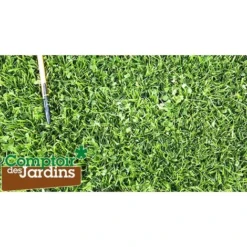 Véritable Micro-trèfle Gazon à Trés Petites Feuilles - Sachet De 500 G -Flore Riche Soldes Magasin 89967702 3