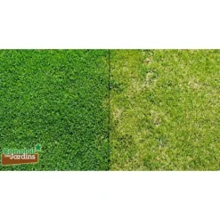 Véritable Micro-trèfle Gazon à Trés Petites Feuilles - Sachet De 500 G -Flore Riche Soldes Magasin 89967702 5