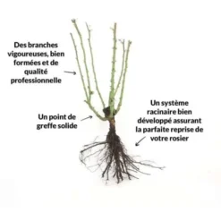 Rosier 'Mme A. Meilland' - -Flore Riche Soldes Magasin 91698524 2