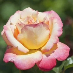 Rosier 'Mme A. Meilland' - -Flore Riche Soldes Magasin 91698524 4