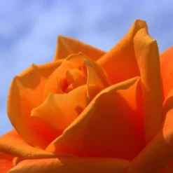 Rosier 'Orange Sensation' -